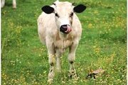 «Биосан» - действенная помощь в борьбе с бесплодием коров.