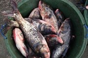 О пищевых отравлениях рыбой