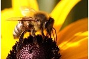 Аспергиллёз пчёл или болезнь расплода и взрослых особей