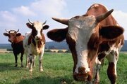 Обнаружены специфические антитела к лептоспирозу крупного рогатого скота