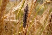 Индийская или карнальская головня пшеницы. Симптомы и методы борьбы.