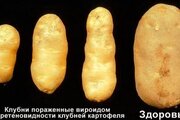 Вироид веретеновидности клубней картофеля