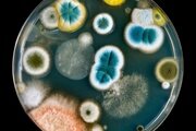 Выявлены патогенные грибы в кормах