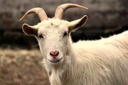 Специалисты ФГБУ «Ставропольская МВЛ» выявили диктиокаулез у мелкого рогатого скота