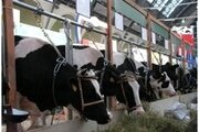 Об основополагающих требованиях доения коров