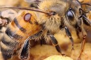 Специалисты ФГБУ «Ставропольская межобластная ветеринарная лаборатория» обнаружили варроатоз у пчел