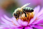Аспергиллёз пчёл. Болезнь расплода и взрослых пчёл.