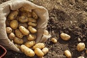 О выявлении золотистой картофельной нематоды в Карачаево-Черкесской Республике
