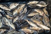 Пришла весна, и рыбоводческие хозяйства края планируют приступить к реализации рыбопосадочного материала.