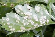 Белая ржавчина - опасная карантинная болезнь хризантем