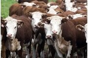 О выявлении бруцеллеза крупного рогатого скота