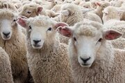 Сотрудники ФГБУ «Ставропольская ветеринарная лаборатория» выявили клебсиеллез у овцематок