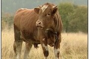 Об обнаружении возбудителя паратуберкулеза крупного рогатого скота