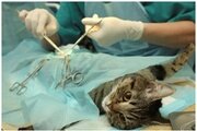 О проведении патологоанатомического вскрытия кота