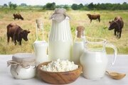 Специалистами отдела пищевой микробиологии ФГБУ «Ставропольская МВЛ» обнаружено превышение содержания соматических клеток в сыром молоке.