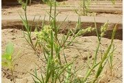 Опасный карантинный сорняк - Ценхрус малоцветковый (Cenchrus pauciflorus Benth)
