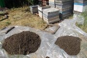 Правила по профилактике отравления пчел пестицидами