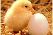 Об исследовании куриных яиц
