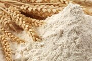 Оценка качества клейковины зерна пшеницы