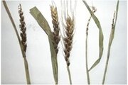 Об индийской головне пшеницы (Neovossia indica)