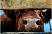 Об исследованиях сыворотки крови крупного рогатого скота