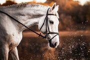 «Розовый глаз»: вирусный артериит лошадей