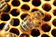 Специалистами отдела серологии, паразитологии и болезней рыб установлена причина гибели пчел