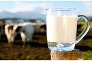 Антибиотики пенициллиновой группы в сыром коровьем молоке