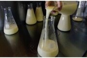 Превышение содержание соматических клеток в коровьем молоке
