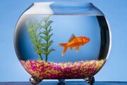 Анализы лаборатории выявили у аквариумных рыбок паразитов жаберного аппарата