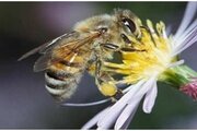 О результатах микологических исследований подмора пчел