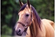 О случной болезни лошадей