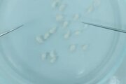 Обнаружены личинки цестод рода Nybelinia в образце минтая мороженого