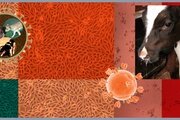 О выявлении специфических антител к возбудителю вирусной диареи крс