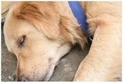 Пути заражения и методы лечения дерматомикоза у собак