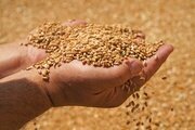 Азербайджан остаётся одним из ключевых покупателей ставропольского зерна