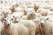 О брадзоте овец