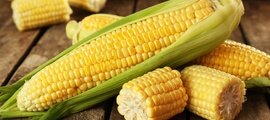 Вилт кукурузы – опасное карантинное заболевание