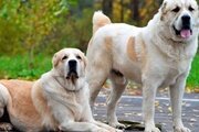 О патологоанатомическом вскрытии трупа собаки