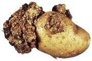 Картофельный рак. Как его распознать?