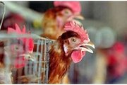 Об угрозе распространения гриппа птиц