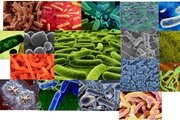 Выявлены условно-патогенные микроорганизмы