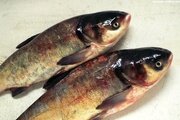 О проведенных исследованиях образцов рыбы живой