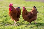 Специалисты ФГБУ «Ставропольская МВЛ» обнаружили аскаридиоз у домашних кур