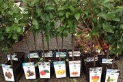 Как выбирать и покупать саженцы плодовых деревьев