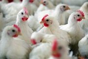 О выявлении генома вируса гриппа птиц субтипа Н5 на территории Республики Калмыкия