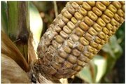 О диплодиозе кукурузы