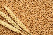 Больше 5 тысяч проб зерна с начала года исследовали в Кабардино-Балкарском филиале учреждения