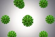 Отсутствие специфических поствакцинальных антител к вирусу ящура