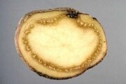 Бурая бактериальная гниль картофеля Ralstonia solanacearum